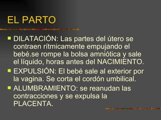 EL PARTO
   DILATACIÓN: Las partes del útero se
    contraen rítmicamente empujando el
    bebé.se rompe la bolsa amniótica y sale
    el líquido, horas antes del NACIMIENTO.
   EXPULSIÓN: El bebé sale al exterior por
    la vagina. Se corta el cordón umbilical.
   ALUMBRAMIENTO: se reanudan las
    contracciones y se expulsa la
    PLACENTA.
 