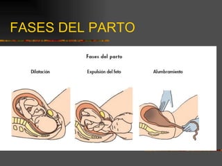 FASES DEL PARTO
 