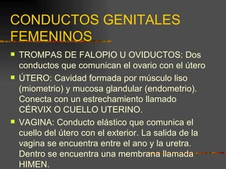 CONDUCTOS GENITALES
FEMENINOS
   TROMPAS DE FALOPIO U OVIDUCTOS: Dos
    conductos que comunican el ovario con el útero
   ÚTERO: Cavidad formada por músculo liso
    (miometrio) y mucosa glandular (endometrio).
    Conecta con un estrechamiento llamado
    CÉRVIX O CUELLO UTERINO.
   VAGINA: Conducto elástico que comunica el
    cuello del útero con el exterior. La salida de la
    vagina se encuentra entre el ano y la uretra.
    Dentro se encuentra una membrana llamada
    HIMEN.
 