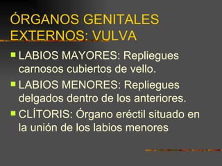 ÓRGANOS GENITALES
EXTERNOS: VULVA
 LABIOS MAYORES: Repliegues
  carnosos cubiertos de vello.
 LABIOS MENORES: Repliegues
  delgados dentro de los anteriores.
 CLÍTORIS: Órgano eréctil situado en
  la unión de los labios menores
 