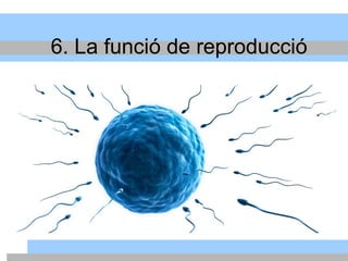 6. La funció de reproducció
 