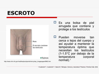 ESCROTO
 Es una bolsa de piel
arrugada que contiene y
protege a los testículos
 Pueden moverse tan
cerca o lejos del cuerpo y
así ayudar a mantener la
temperatura óptima que
necesitan los testículos
(1-1.5°C por debajo de la
temperatura corporal
normal).1
1 Audersirk T., Audersirk T., Byers B. “Biología, Ciencia y naturaleza” Pearson, Prentice Hall, 2004
http://www.nlm.nih.gov/medlineplus/spanish/ency/esp_imagepages/8962.htm
 