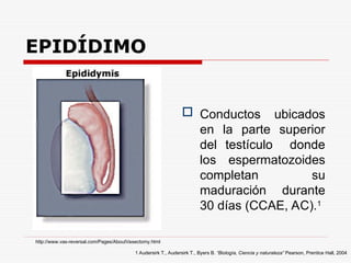 EPIDÍDIMO
 Conductos ubicados
en la parte superior
del testículo donde
los espermatozoides
completan su
maduración durante
30 días (CCAE, AC).1
1 Audersirk T., Audersirk T., Byers B. “Biología, Ciencia y naturaleza” Pearson, Prentice Hall, 2004
http://www.vas-reversal.com/Pages/AboutVasectomy.html
 