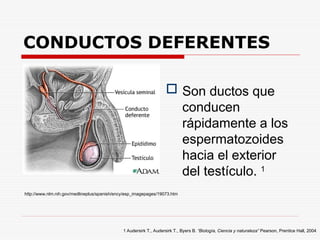 CONDUCTOS DEFERENTES
 Son ductos que
conducen
rápidamente a los
espermatozoides
hacia el exterior
del testículo. 1
1 Audersirk T., Audersirk T., Byers B. “Biología, Ciencia y naturaleza” Pearson, Prentice Hall, 2004
http://www.nlm.nih.gov/medlineplus/spanish/ency/esp_imagepages/19073.htm
 