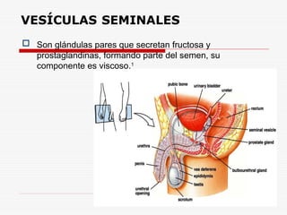 VESÍCULAS SEMINALES
 Son glándulas pares que secretan fructosa y
prostaglandinas, formando parte del semen, su
componente es viscoso.1
 