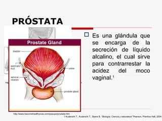 PRÓSTATA
 Es una glándula que
se encarga de la
secreción de líquido
alcalino, el cual sirve
para contrarrestar la
acidez del moco
vaginal.1
http://www.nlm.nih.gov/medlineplus/spanish/ency/esp_imagepages/9785.htm
http://www.becomehealthynow.com/popups/prostate.htm
1 Audersirk T., Audersirk T., Byers B. “Biología, Ciencia y naturaleza” Pearson, Prentice Hall, 2004
 
