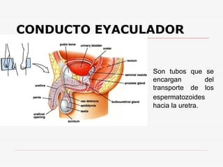 CONDUCTO EYACULADOR
 Son tubos que se
encargan del
transporte de los
espermatozoides
hacia la uretra.
 