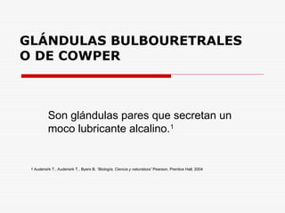 GLÁNDULAS BULBOURETRALES
O DE COWPER
Son glándulas pares que secretan un
moco lubricante alcalino.1
1 Audersirk T., Audersirk T., Byers B. “Biología, Ciencia y naturaleza” Pearson, Prentice Hall, 2004
 