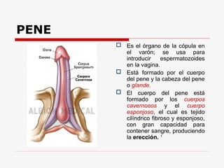 PENE
 Es el órgano de la cópula en
el varón; se usa para
introducir espermatozoides
en la vagina.
 Está formado por el cuerpo
del pene y la cabeza del pene
o glande.
 El cuerpo del pene está
formado por los cuerpos
cavernosos y el cuerpo
esponjoso, el cual es tejido
cilíndrico fibroso y esponjoso,
con gran capacidad para
contener sangre, produciendo
la erección. 1
 