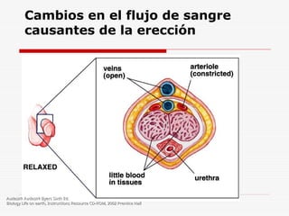 Cambios en el flujo de sangre
causantes de la erección
Audesirk Audesirk Byers Sixth Ed.
Audesirk Audesirk Byers Sixth Ed.
Biology Life on earth, Instructions Resource CD-ROM, 2002 Prentice Hall
Biology Life on earth, Instructions Resource CD-ROM, 2002 Prentice Hall
 