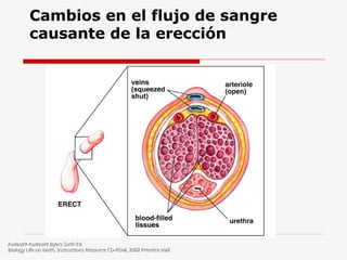 Cambios en el flujo de sangre
causante de la erección
Audesirk Audesirk Byers Sixth Ed.
Audesirk Audesirk Byers Sixth Ed.
Biology Life on earth, Instructions Resource CD-ROM, 2002 Prentice Hall
Biology Life on earth, Instructions Resource CD-ROM, 2002 Prentice Hall
 
