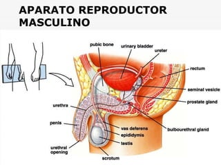 APARATO REPRODUCTOR
MASCULINO
 