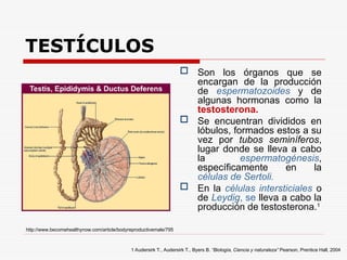 TESTÍCULOS
 Son los órganos que se
encargan de la producción
de espermatozoides y de
algunas hormonas como la
testosterona.
 Se encuentran divididos en
lóbulos, formados estos a su
vez por tubos seminíferos,
lugar donde se lleva a cabo
la espermatogénesis,
específicamente en la
células de Sertoli.
 En la células intersticiales o
de Leydig, se lleva a cabo la
producción de testosterona.1
1 Audersirk T., Audersirk T., Byers B. “Biología, Ciencia y naturaleza” Pearson, Prentice Hall, 2004
http://www.becomehealthynow.com/article/bodyreproductivemale/795
 