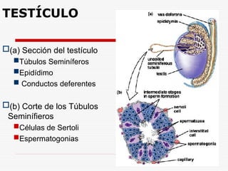 (a) Sección del testículo
Túbulos Seminíferos
Epidídimo
 Conductos deferentes
(b) Corte de los Túbulos
Seminífieros
Células de Sertoli
Espermatogonias
TESTÍCULO
 