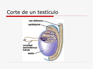 Corte de un testículo
 