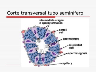 Corte transversal tubo seminífero
 