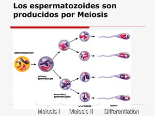 Los espermatozoides son
producidos por Meiosis
Meiosis I
Meiosis I Meiosis II
Meiosis II Differentiation
Differentiation
 