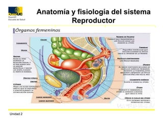 Unidad 2 Anatomía y fisiología del sistema Reproductor 