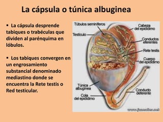 La cápsula o túnica albuginea
 La cápsula desprende
tabiques o trabéculas que
dividen al parénquima en
lóbulos.
 Los tabiques convergen en
un engrosamiento
substancial denominado
mediastino donde se
encuentra la Rete testis o
Red testicular.
 
