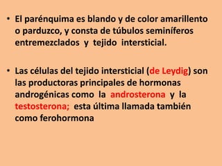 • El parénquima es blando y de color amarillento
o parduzco, y consta de túbulos seminíferos
entremezclados y tejido intersticial.
• Las células del tejido intersticial (de Leydig) son
las productoras principales de hormonas
androgénicas como la androsterona y la
testosterona; esta última llamada también
como ferohormona
 