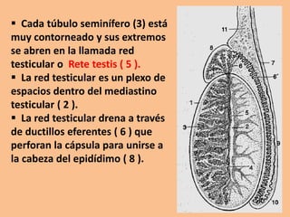  Cada túbulo seminífero (3) está
muy contorneado y sus extremos
se abren en la llamada red
testicular o Rete testis ( 5 ).
 La red testicular es un plexo de
espacios dentro del mediastino
testicular ( 2 ).
 La red testicular drena a través
de ductillos eferentes ( 6 ) que
perforan la cápsula para unirse a
la cabeza del epidídimo ( 8 ).
 