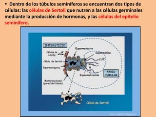  Dentro de los túbulos seminíferos se encuentran dos tipos de
células: las células de Sertoli que nutren a las células germinales
mediante la producción de hormonas, y las células del epitelio
seminífero.
 