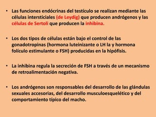 • Las funciones endócrinas del testículo se realizan mediante las
células intersticiales (de Leydig) que producen andrógenos y las
células de Sertoli que producen la inhibina.
• Los dos tipos de células están bajo el control de las
gonadotropinas (hormona luteinizante o LH la y hormona
folículo estimulante o FSH) producidas en la hipófisis.
• La inhibina regula la secreción de FSH a través de un mecanismo
de retroalimentación negativa.
• Los andrógenos son responsables del desarrollo de las glándulas
sexuales accesorias, del desarrollo musculoesquelético y del
comportamiento típico del macho.
 