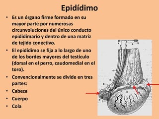 Epidídimo
• Es un órgano firme formado en su
mayor parte por numerosas
circunvoluciones del único conducto
epididimario y dentro de una matríz
de tejido conectivo.
• El epidídimo se fija a lo largo de uno
de los bordes mayores del testículo
(dorsal en el perro, caudomedial en el
toro).
• Convencionalmente se divide en tres
partes:
• Cabeza
• Cuerpo
• Cola
 