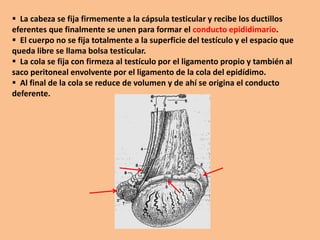  La cabeza se fija firmemente a la cápsula testicular y recibe los ductillos
eferentes que finalmente se unen para formar el conducto epididimario.
 El cuerpo no se fija totalmente a la superficie del testículo y el espacio que
queda libre se llama bolsa testicular.
 La cola se fija con firmeza al testículo por el ligamento propio y también al
saco peritoneal envolvente por el ligamento de la cola del epidídimo.
 Al final de la cola se reduce de volumen y de ahí se origina el conducto
deferente.
 