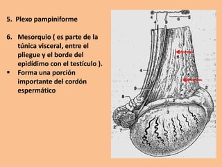 5. Plexo pampiniforme
6. Mesorquio ( es parte de la
túnica visceral, entre el
pliegue y el borde del
epidídimo con el testículo ).
 Forma una porción
importante del cordón
espermático
 