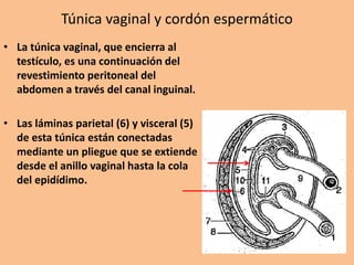 Túnica vaginal y cordón espermático
• La túnica vaginal, que encierra al
testículo, es una continuación del
revestimiento peritoneal del
abdomen a través del canal inguinal.
• Las láminas parietal (6) y visceral (5)
de esta túnica están conectadas
mediante un pliegue que se extiende
desde el anillo vaginal hasta la cola
del epidídimo.
 