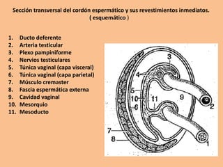 Sección transversal del cordón espermático y sus revestimientos inmediatos.
( esquemático )
1. Ducto deferente
2. Arteria testicular
3. Plexo pampiniforme
4. Nervios testiculares
5. Túnica vaginal (capa visceral)
6. Túnica vaginal (capa parietal)
7. Músculo cremaster
8. Fascia espermática externa
9. Cavidad vaginal
10. Mesorquio
11. Mesoducto
 