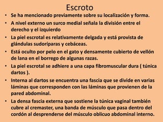 Escroto
• Se ha mencionado previamente sobre su localización y forma.
• A nivel externo un surco medial señala la división entre el
derecho y el izquierdo
• La piel escrotal es relativamente delgada y está provista de
glándulas sudoríparas y cebáceas.
• Está oculto por pelo en el gato y densamente cubierto de vellón
de lana en el borrego de algunas razas.
• La piel escrotal se adhiere a una capa fibromuscular dura ( túnica
dartos ).
• Interna al dartos se encuentra una fascia que se divide en varias
láminas que corresponden con las láminas que provienen de la
pared abdominal.
• La densa fascia externa que sostiene la túnica vaginal también
cubre al cremaster, una banda de músculo que pasa dentro del
cordón al desprenderse del músculo oblicuo abdominal interno.
 