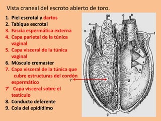 Vista craneal del escroto abierto de toro.
1. Piel escrotal y dartos
2. Tabique escrotal
3. Fascia espermática externa
4. Capa parietal de la túnica
vaginal
5. Capa visceral de la túnica
vaginal
6. Músculo cremaster
7. Capa visceral de la túnica que
cubre estructuras del cordón
espermático
7’ Capa visceral sobre el
testículo
8. Conducto deferente
9. Cola del epidídimo
7’
 