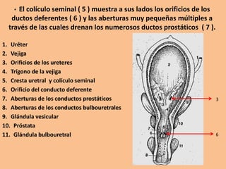 • El colículo seminal ( 5 ) muestra a sus lados los orificios de los
ductos deferentes ( 6 ) y las aberturas muy pequeñas múltiples a
través de las cuales drenan los numerosos ductos prostáticos ( 7 ).
1. Uréter
2. Vejiga
3. Orificios de los ureteres
4. Trígono de la vejiga
5. Cresta uretral y colículo seminal
6. Orificio del conducto deferente
7. Aberturas de los conductos prostáticos
8. Aberturas de los conductos bulbouretrales
9. Glándula vesicular
10. Próstata
11. Glándula bulbouretral 6
3
 