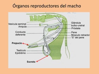 Órganos reproductores del macho
Escroto
Prepucio
 