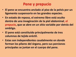 Pene y prepucio
• El pene se encuentra anclado al piso de la pelvis por un
ligamento suspensorio en las grandes especies.
• En estado de reposo, el extremo libre está oculto
dentro de una invaginación de la piel abdominal, el
prepucio, que se abre en un sitio variable por detrás del
ombligo.
• El pene está constituido principalmente de tres
columnas de tejido eréctil.
• Estas son independientes caudalmente en donde
forman los pilares del órgano, pero sus porciones
principales se juntan en el cuerpo del pene.
 