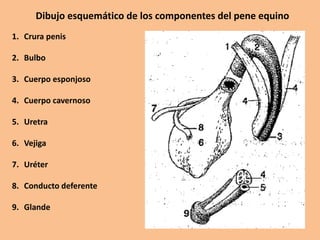 Dibujo esquemático de los componentes del pene equino
1. Crura penis
2. Bulbo
3. Cuerpo esponjoso
4. Cuerpo cavernoso
5. Uretra
6. Vejiga
7. Uréter
8. Conducto deferente
9. Glande
 