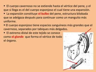  El cuerpo cavernoso no se extiende hasta el vértice del pene, y el
que si llega es el del cuerpo esponjoso el cual tiene una expansión.
 La expansión constituye el bulbo del pene, estructura bilobada
que se adelgaza después para continuar como un manguito más
uniforme.
 El cuerpo esponjoso tiene espacios sanguíneos más grandes que el
cavernoso, separados por tabiques más delgados.
 El extremo distal de este tejido se conoce
como el glande, que forma el vértice de todo
el órgano.
 