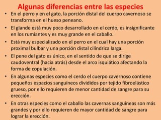 Algunas diferencias entre las especies
• En el perro y en el gato, la porción distal del cuerpo cavernoso se
transforma en el hueso peneano.
• El glande está muy poco desarrollado en el cerdo, es insignificante
en los rumiantes y es muy grande en el caballo.
• Está muy especializado en el perro en el cual hay una porción
proximal bulbar y una porción distal cilíndrica larga.
• El pene del gato es único, en el sentido de que se dirige
caudoventral (hacia atrás) desde el arco isquiático afectando la
forma de copulación.
• En algunas especies como el cerdo el cuerpo cavernoso contiene
pequeños espacios sanguíneos divididos por tejido fibroelástico
grueso, por ello requieren de menor cantidad de sangre para su
erección.
• En otras especies como el caballo las cavernas sanguíneas son más
grandes y por ello requieren de mayor cantidad de sangre para
lograr la erección.
 