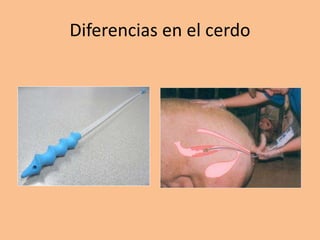 Diferencias en el cerdo
 