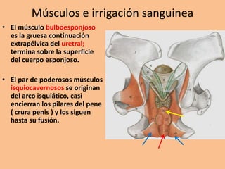 Músculos e irrigación sanguinea
• El músculo bulboesponjoso
es la gruesa continuación
extrapélvica del uretral;
termina sobre la superficie
del cuerpo esponjoso.
• El par de poderosos músculos
isquiocavernosos se originan
del arco isquiático, casi
encierran los pilares del pene
( crura penis ) y los siguen
hasta su fusión.
 