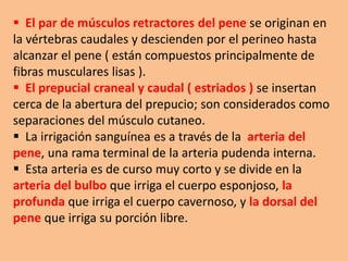  El par de músculos retractores del pene se originan en
la vértebras caudales y descienden por el perineo hasta
alcanzar el pene ( están compuestos principalmente de
fibras musculares lisas ).
 El prepucial craneal y caudal ( estriados ) se insertan
cerca de la abertura del prepucio; son considerados como
separaciones del músculo cutaneo.
 La irrigación sanguínea es a través de la arteria del
pene, una rama terminal de la arteria pudenda interna.
 Esta arteria es de curso muy corto y se divide en la
arteria del bulbo que irriga el cuerpo esponjoso, la
profunda que irriga el cuerpo cavernoso, y la dorsal del
pene que irriga su porción libre.
 