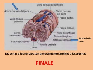 Las venas y los nervios son generalmente satélites a las arterias
FINALE
Profunda del
pene
 