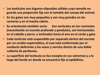 • Los testículos son órganos elipsoides sólidos cuyo tamaño no
guarda una proporción fija con el tamaño del cuerpo del animal.
• En los gatos son muy pequeños y son muy grandes en los
carneros y en el macho cabrío.
• Su orientación también varía: Son verticales en los rumiantes
(necesitando un escroto profundo y pendular), son horizontales
en el caballo y perro, e inclinados hacia el ano en el cerdo y gato.
• Cada testículo está suspendido por separado dentro del escroto
por un cordón espermático, el cual está conformado por el
conducto deferente y los vasos y nervios dentro de una doble
cubierta de peritoneo.
• La superficie del testículo es lisa excepto en sus extremos y a lo
largo del borde en donde se encuentra fijo al epidídimo.
 