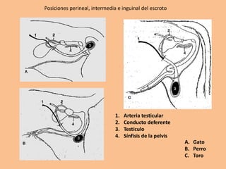 Posiciones perineal, intermedia e inguinal del escroto
1. Arteria testicular
2. Conducto deferente
3. Testículo
4. Sínfisis de la pelvis
A. Gato
B. Perro
C. Toro
 