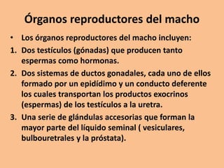 Órganos reproductores del macho
• Los órganos reproductores del macho incluyen:
1. Dos testículos (gónadas) que producen tanto
espermas como hormonas.
2. Dos sistemas de ductos gonadales, cada uno de ellos
formado por un epidídimo y un conducto deferente
los cuales transportan los productos exocrinos
(espermas) de los testículos a la uretra.
3. Una serie de glándulas accesorias que forman la
mayor parte del líquido seminal ( vesiculares,
bulbouretrales y la próstata).
 