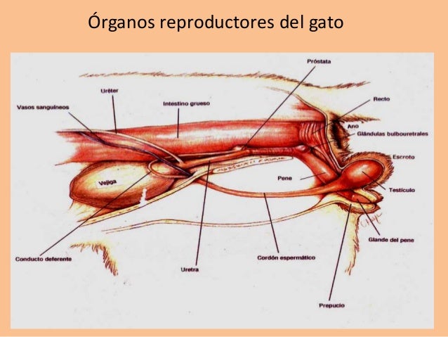 Aparato Reproductor De Un Gato Macho