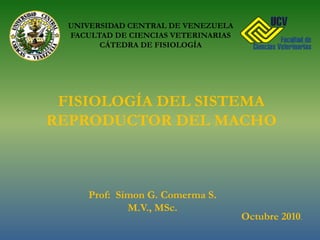 UNIVERSIDAD CENTRAL DE VENEZUELA FACULTAD DE CIENCIAS VETERINARIAS CÁTEDRA DE FISIOLOGÍA FISIOLOGÍA DEL SISTEMA REPRODUCTOR DEL MACHO Prof:  Simon G. Comerma S. M.V., MSc. Octubre 2010. 