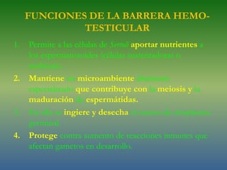 FUNCIONES DE LA BARRERA HEMO-TESTICULARPermite a las células de Sertoliaportar nutrientesa los espermatozoides (células sustentadoras o nodrizas).Mantieneun microambientealtamenteespecializadoquecontribuye conlameiosis yla maduracióndeespermátidas.En ella seingiere y desechael exceso de citoplasma germinal.Protege contra aumento de reacciones inmunes que afectan gametos en desarrollo.